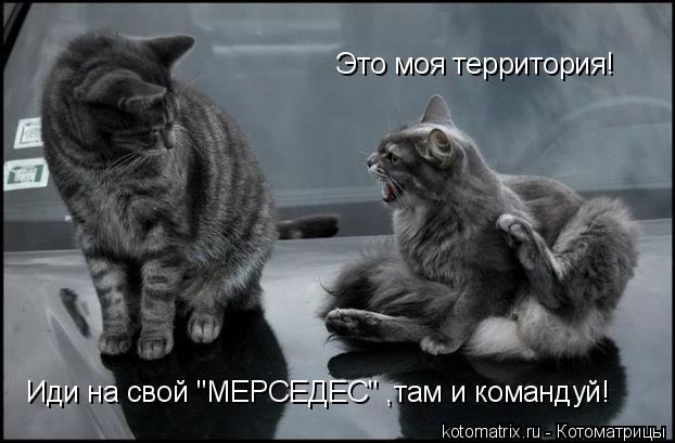Иди на свой "МЕРСЕДЕС" ,там и командуй! Это моя территория!... Котоматрица: Иди на свой "МЕРСЕДЕС" ,там и командуй! Это моя территория!