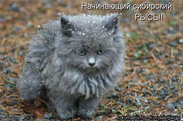 Начинающий сибирский РЫСЬ!!... Котоматрица: Начинающий сибирский РЫСЬ!!