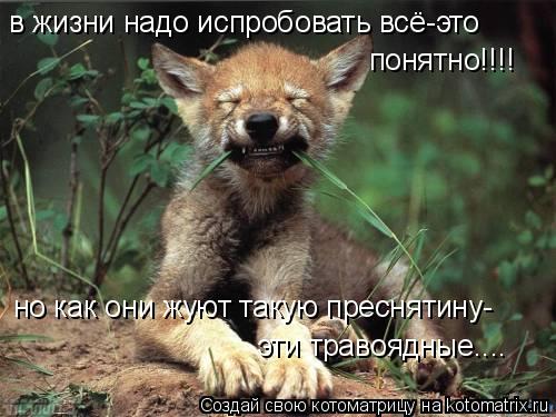 в жизни надо испробовать всё-это понятно!!!! эти травоядные.... но как они жуют такую преснятину-... Котоматрица: в жизни надо испробовать всё-это понятно!!!! эти травоядные.... но как они жуют такую преснятину-