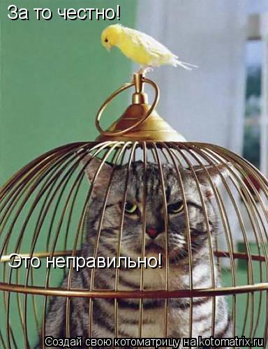 За то честно! Это неправильно!... Котоматрица: За то честно! Это неправильно!