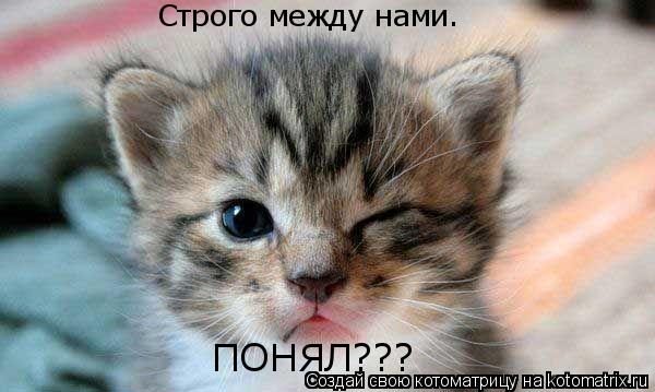 Строго между нами. ПОНЯЛ???... Котоматрица: Строго между нами. ПОНЯЛ???