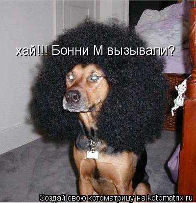хай!!! Бонни М вызывали?... Котоматрица: хай!!! Бонни М вызывали?