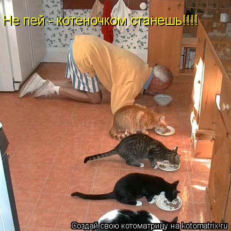 Котоматрица: Не пей - котеночком станешь!!!!