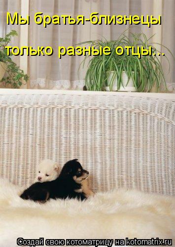 Мы братья-близнецы только разные отцы...... Котоматрица: Мы братья-близнецы только разные отцы...