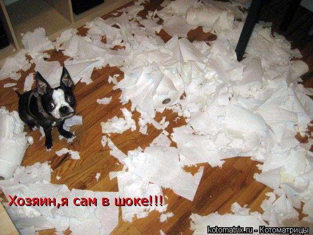 Котоматрица: Хозяин,я сам в шоке!!!