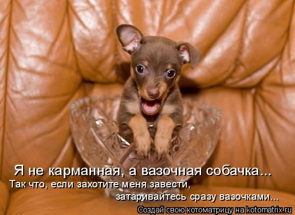 Я не карманная, а вазочная собачка... Так что, если захотите меня завести, затаривайтесь сразу вазоч... Котоматрица: Я не карманная, а вазочная собачка... Так что, если захотите меня завести, затаривайтесь сразу вазочками...