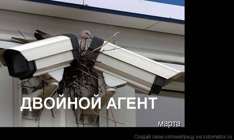 марта... Котоматрица: марта