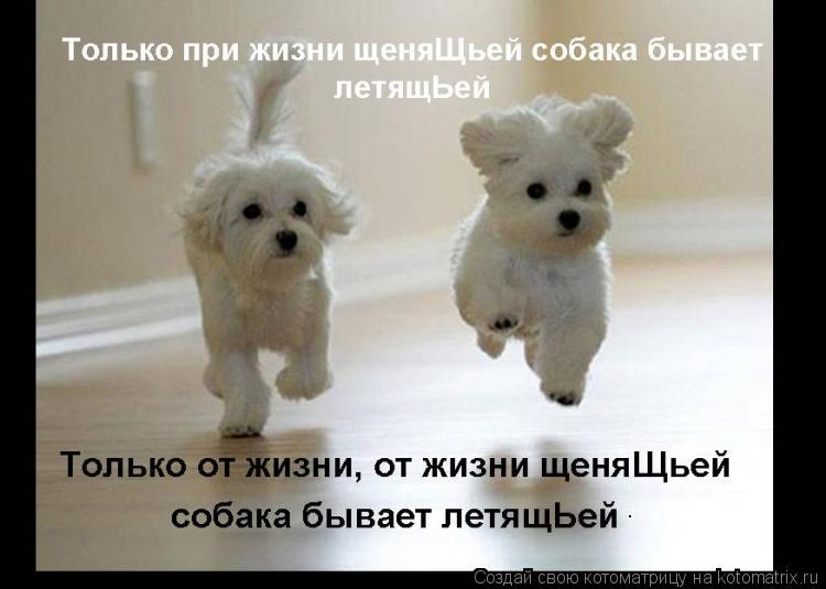 .... Котоматрица: .