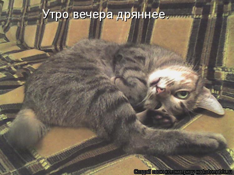 Утро вечера дряннее.... Котоматрица: Утро вечера дряннее.