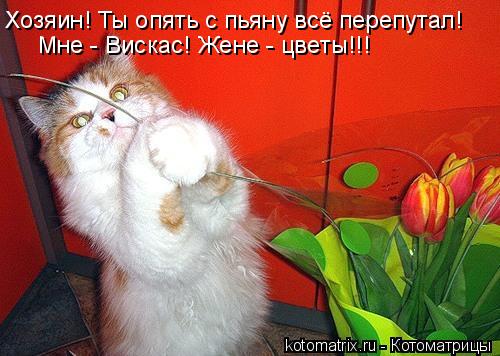 Хозяин! Ты опять с пьяну всё перепутал! Мне - Вискас! Жене - цветы!!!... Котоматрица: Хозяин! Ты опять с пьяну всё перепутал! Мне - Вискас! Жене - цветы!!!