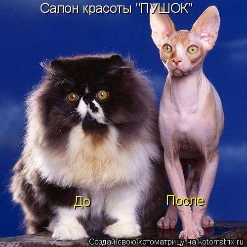 Салон красоты "ПУШОК" До После... Котоматрица: Салон красоты "ПУШОК" До После