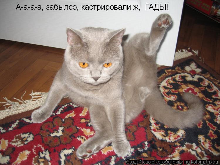 А-а-а-а, забылсо, кастрировали ж, ГАДЫ!... Котоматрица: А-а-а-а, забылсо, кастрировали ж, ГАДЫ!