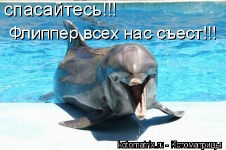 спасайтесь!!! Флиппер всех нас съест!!!... Котоматрица: спасайтесь!!! Флиппер всех нас съест!!!