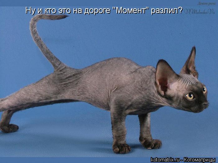 Ну и кто это на дороге "Момент" разлил?... Котоматрица: Ну и кто это на дороге "Момент" разлил?