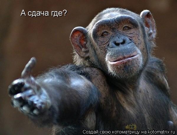 А сдача где?... Котоматрица: А сдача где?