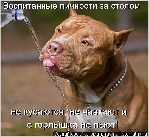 Воспитанные личности за столом не кусаются, не чавкают и с горлышка не пьют!... Котоматрица: Воспитанные личности за столом не кусаются, не чавкают и с горлышка не пьют!