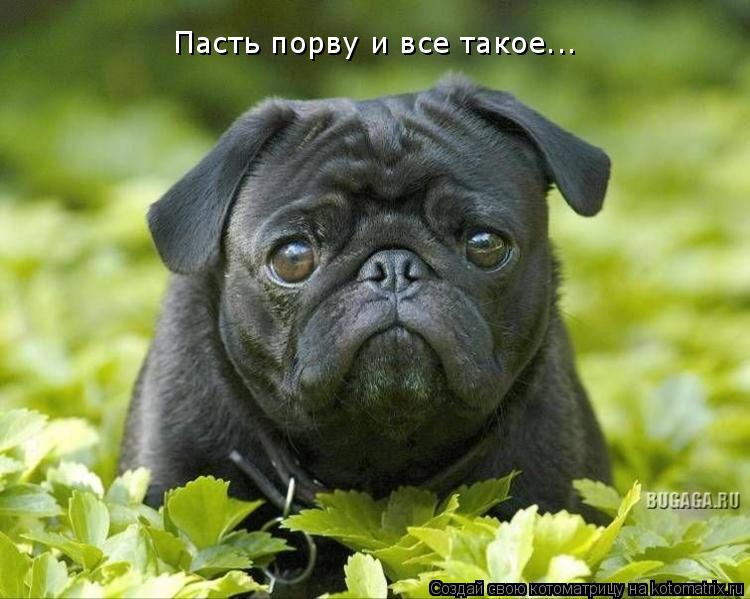 Котоматрица: Пасть порву и все такое...