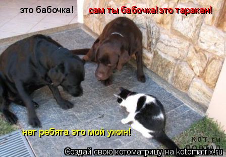 это бабочка! сам ты бабочка!это таракан! нет ребята это мой ужин!... Котоматрица: это бабочка! сам ты бабочка!это таракан! нет ребята это мой ужин!