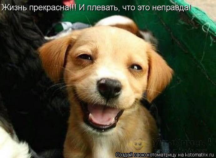 Жизнь прекрасна!!! И плевать, что это неправда!... Котоматрица: Жизнь прекрасна!!! И плевать, что это неправда!