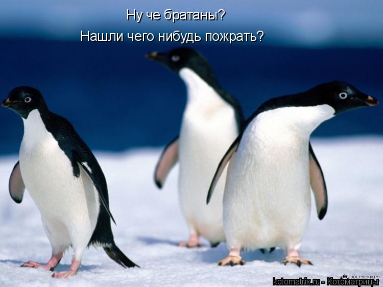 Ну че братаны? Нашли чего нибудь пожрать?... Котоматрица: Ну че братаны? Нашли чего нибудь пожрать?