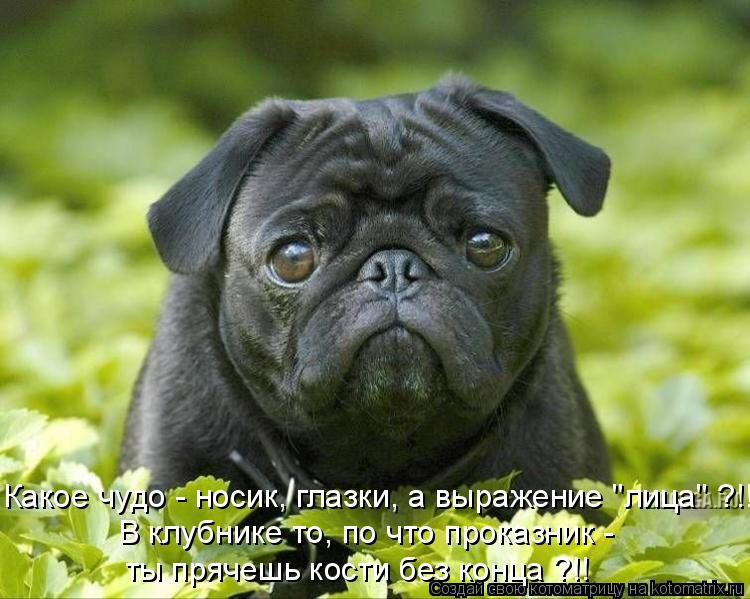 Какое чудо - носик, глазки, а выражение "лица" ?!! В клубнике то, по что проказник - ты прячешь кос... Котоматрица: Какое чудо - носик, глазки, а выражение "лица" ?!! В клубнике то, по что проказник - ты прячешь кости без конца ?!!