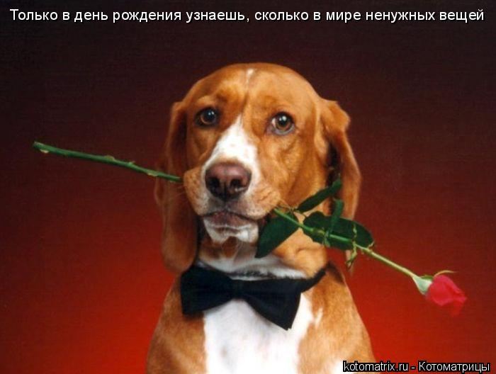 Только в день рождения узнаешь, сколько в мире ненужных вещей... Котоматрица: Только в день рождения узнаешь, сколько в мире ненужных вещей
