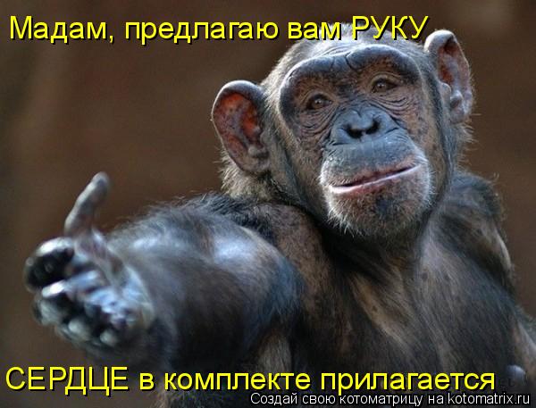 Мадам, предлагаю вам РУКУ СЕРДЦЕ в комплекте прилагается... Котоматрица: Мадам, предлагаю вам РУКУ СЕРДЦЕ в комплекте прилагается