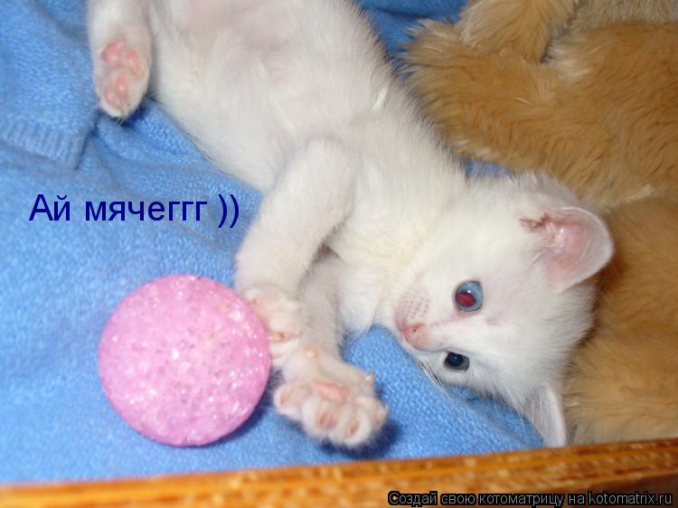 Ай мячеггг ))... Котоматрица: Ай мячеггг ))