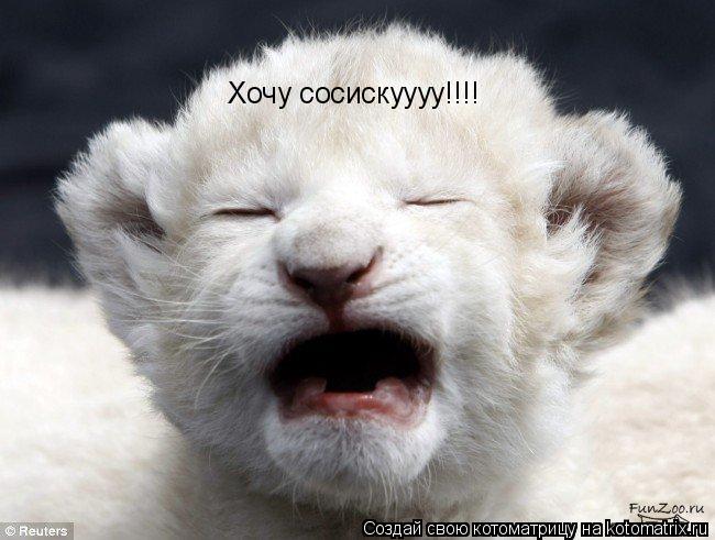 Хочу сосискуууу!!!!... Котоматрица: Хочу сосискуууу!!!!