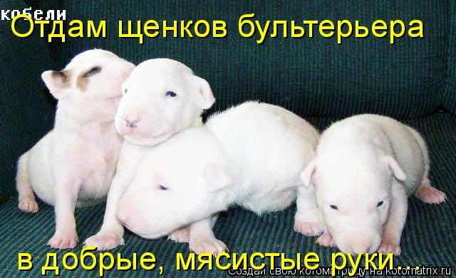 Котоматрица: Отдам щенков бультерьера  в добрые, мясистые руки...