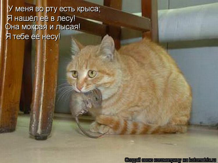 У меня во рту есть крыса; Я нашёл её в лесу! Она мокрая и лысая! Я тебе её несу!... Котоматрица: У меня во рту есть крыса; Я нашёл её в лесу! Она мокрая и лысая! Я тебе её несу!