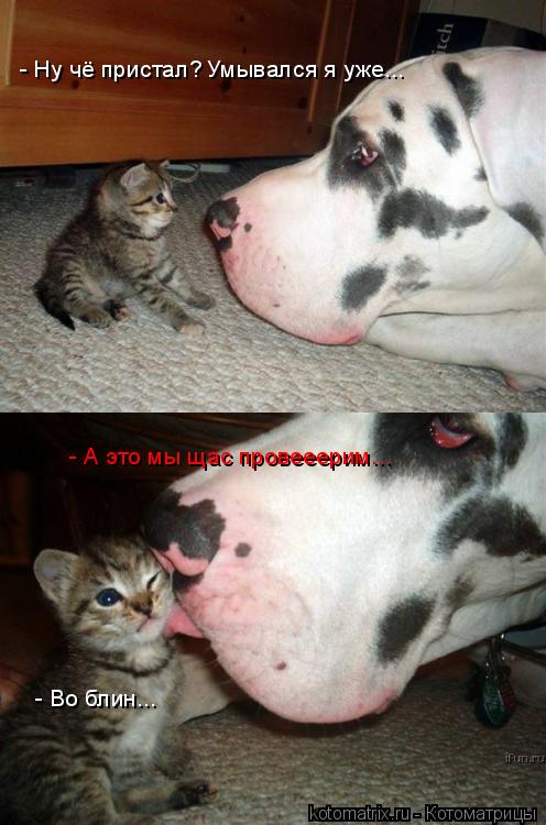 - Ну чё пристал? Умывался я уже... - А это мы щас провееерим... - Во блин...... Котоматрица: - Ну чё пристал? Умывался я уже... - А это мы щас провееерим... - Во блин...