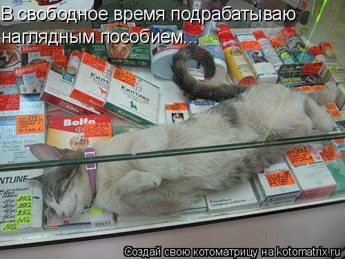 Котоматрица: В свободное время подрабатываю наглядным пособием...