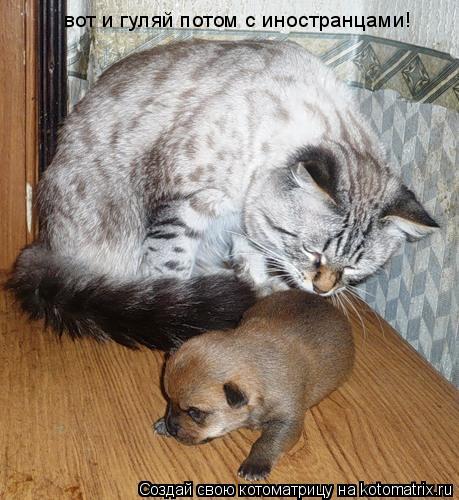 вот и гуляй потом с иностранцами!... Котоматрица: вот и гуляй потом с иностранцами!