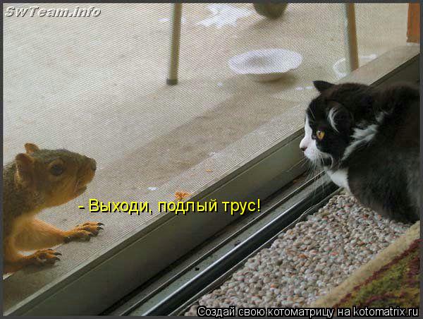 - Выходи, подлый трус!... Котоматрица: - Выходи, подлый трус!
