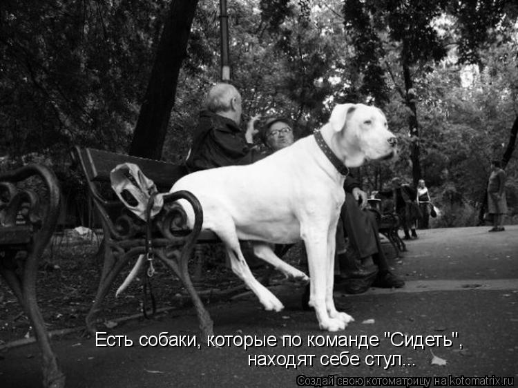 Есть собаки, которые по команде "Сидеть", находят себе стул...... Котоматрица: Есть собаки, которые по команде "Сидеть", находят себе стул...