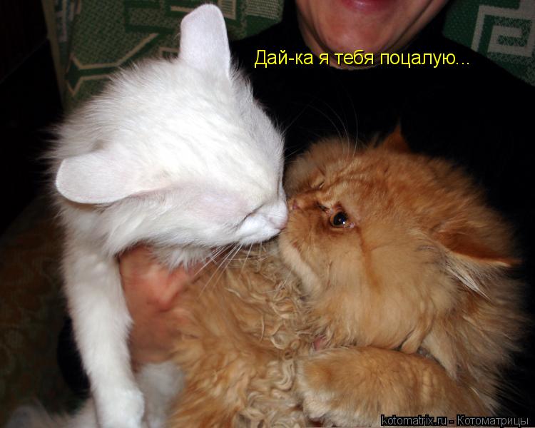 Дай-ка я тебя поцалую...... Котоматрица: Дай-ка я тебя поцалую...