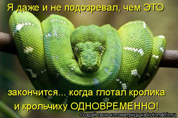 Я даже и не подозревал, чем ЭТО закончится... когда глотал кролика и крольчиху ОДНОВРЕМЕННО!... Котоматрица: Я даже и не подозревал, чем ЭТО закончится... когда глотал кролика и крольчиху ОДНОВРЕМЕННО!