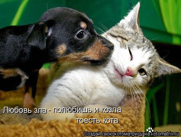 Любовь зла - полюбишь и козла тоесть кота... Котоматрица: Любовь зла - полюбишь и козла тоесть кота