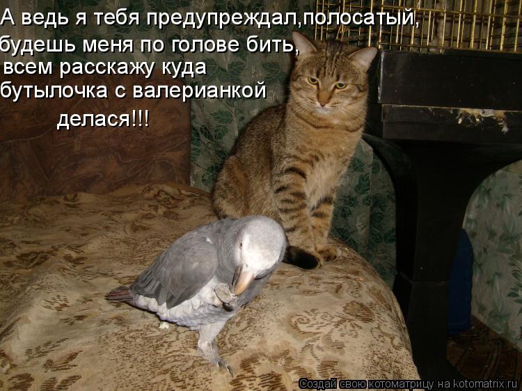 Котоматрица: будешь меня по голове бить, всем расскажу куда  бутылочка с валерианкой делася!!! А ведь я тебя предупреждал,полосатый,
