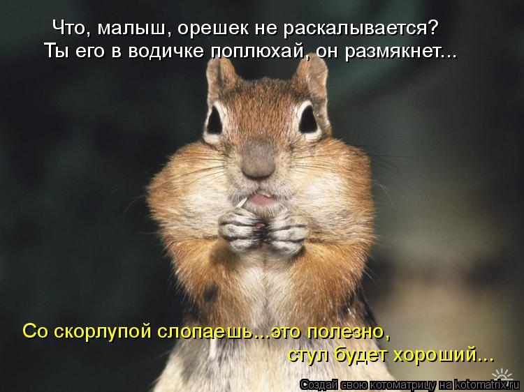 Что, малыш, орешек не раскалывается? Ты его в водичке поплюхай, он размякнет... Со скорлупой слопаешь... Котоматрица: Что, малыш, орешек не раскалывается? Ты его в водичке поплюхай, он размякнет... Со скорлупой слопаешь...это полезно, стул будет хороший...