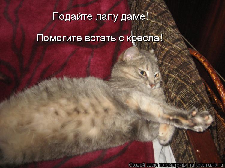 Подайте лапу даме! Помогите встать с кресла!... Котоматрица: Подайте лапу даме! Помогите встать с кресла!
