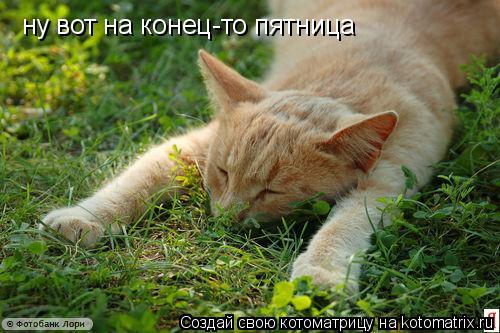 ну вот на конец-то пятница... Котоматрица: ну вот на конец-то пятница
