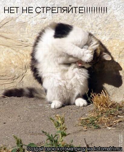 НЕТ НЕ СТРЕЛЯЙТЕ!!!!!!!!!! НЕТ НЕ СТРЕЛЯЙТЕ!!!!!!!!!!... Котоматрица: НЕТ НЕ СТРЕЛЯЙТЕ!!!!!!!!!! НЕТ НЕ СТРЕЛЯЙТЕ!!!!!!!!!!