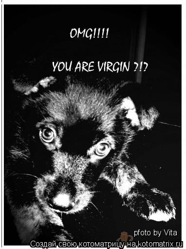 pfoto by Vita... Котоматрица: pfoto by Vita