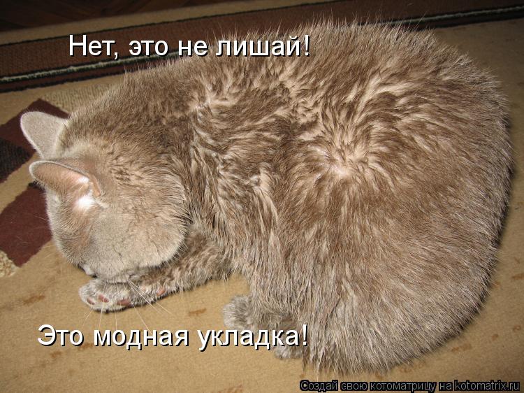Нет, это не лишай! Это модная укладка!... Котоматрица: Нет, это не лишай! Это модная укладка!