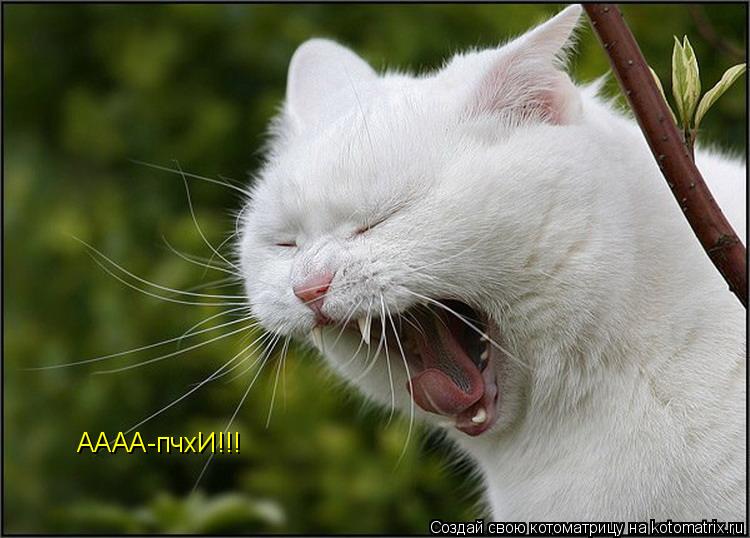 АААА-пчхИ!!!... Котоматрица: АААА-пчхИ!!!