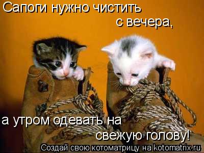 Сапоги нужно чистить с вечера, а утром одевать на свежую голову!... Котоматрица: Сапоги нужно чистить с вечера, а утром одевать на свежую голову!