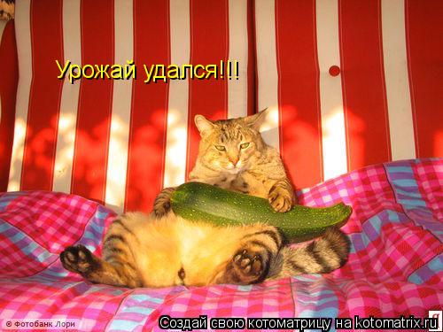 Урожай удался!!!... Котоматрица: Урожай удался!!!