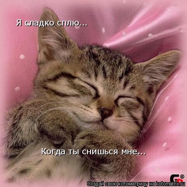 Я сладко сплю... Когда ты снишься мне...... Котоматрица: Я сладко сплю... Когда ты снишься мне...